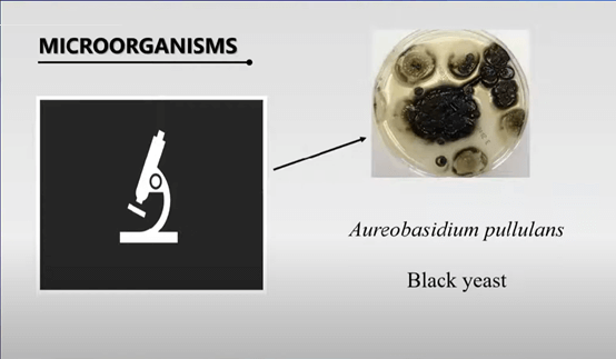 Aureobasidium pullulans strain, like black yeast